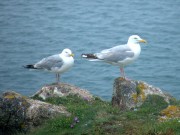 DSCF0087
