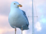 DSCF0139
